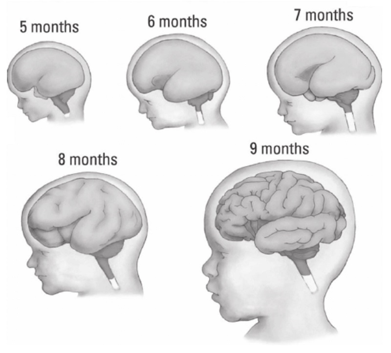 Development of the Human Brain